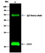 CD59 Antibody in Immunoprecipitation (IP)