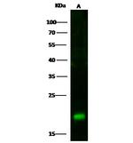CD59 Antibody in Western Blot (WB)