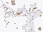 CD68 Antibody in Immunohistochemistry (Paraffin) (IHC (P))
