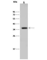 CD68 Antibody in Western Blot (WB)