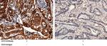 CD74 Polyclonal Antibody