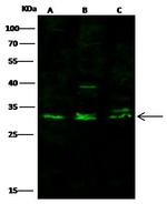 CD8 alpha Antibody in Western Blot (WB)