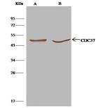 CDC37 Antibody in Immunoprecipitation (IP)