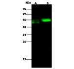 CDC37 Polyclonal Antibody