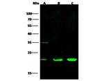 CDC42 Polyclonal Antibody