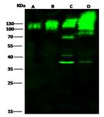 E-cadherin Antibody in Western Blot (WB)