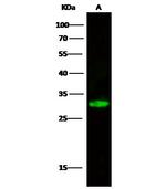 CDK2 Polyclonal Antibody