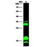 C/EBP gamma Polyclonal Antibody