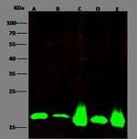 Cofilin Antibody in Western Blot (WB)