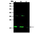 Cofilin 2 Antibody in Western Blot (WB)