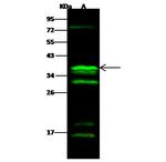 CGREF1 Antibody in Western Blot (WB)