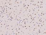 CLSTN1 Antibody in Immunohistochemistry (Paraffin) (IHC (P))