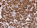 Carboxypeptidase A1 Polyclonal Antibody