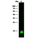 CRABP2 Antibody in Western Blot (WB)