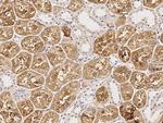 RAIDD Antibody in Immunohistochemistry (Paraffin) (IHC (P))