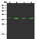 CRELD1 Antibody in Western Blot (WB)