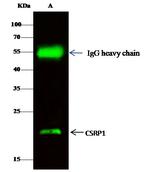 CRP1 Antibody in Immunoprecipitation (IP)