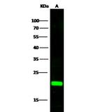 CRP1 Polyclonal Antibody