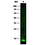 Cystatin C Polyclonal Antibody
