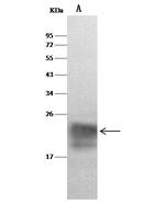 Cystatin F Polyclonal Antibody