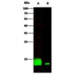 Cystatin B Polyclonal Antibody