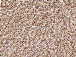 Cathepsin B Antibody in Immunohistochemistry (Paraffin) (IHC (P))