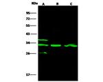 Cathepsin B Antibody in Western Blot (WB)