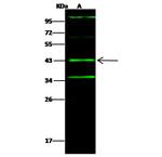 Cathepsin V Antibody in Western Blot (WB)