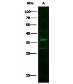 CUEDC2 Antibody in Western Blot (WB)
