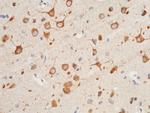 CX3CL1 Antibody in Immunohistochemistry (Paraffin) (IHC (P))