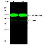 DAP3 Antibody in Immunoprecipitation (IP)