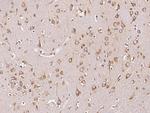 DARS Antibody in Immunohistochemistry (Paraffin) (IHC (P))