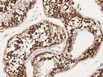 DAZ1 Antibody in Immunohistochemistry (Paraffin) (IHC (P))
