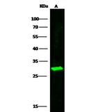 DCUN1D1 Polyclonal Antibody