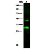 DCUN1D2 Polyclonal Antibody