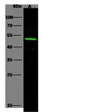 Doublecortin Antibody in Western Blot (WB)
