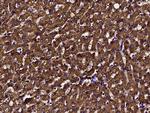 DCXR Antibody in Immunohistochemistry (Paraffin) (IHC (P))