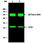 DCXR Antibody in Immunoprecipitation (IP)