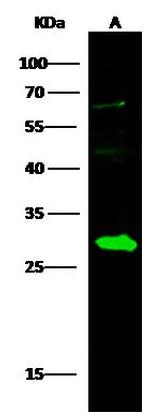 DCXR Antibody in Western Blot (WB)