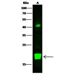 DIABLO Polyclonal Antibody