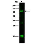 DLL1 Polyclonal Antibody