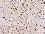 DNMT1 Antibody in Immunohistochemistry (Paraffin) (IHC (P))