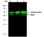 DPPA4 Antibody in Immunoprecipitation (IP)