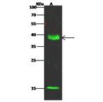 DPPA4 Polyclonal Antibody