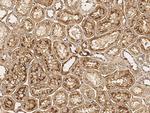 ECE1 Antibody in Immunohistochemistry (Paraffin) (IHC (P))