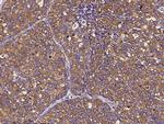 EEF1B2 Polyclonal Antibody
