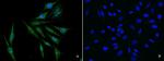 EGR1 Polyclonal Antibody