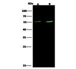 EGR1 Polyclonal Antibody