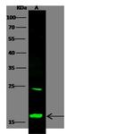 eIF5A Antibody in Western Blot (WB)