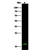 eIF5A2 Antibody in Western Blot (WB)